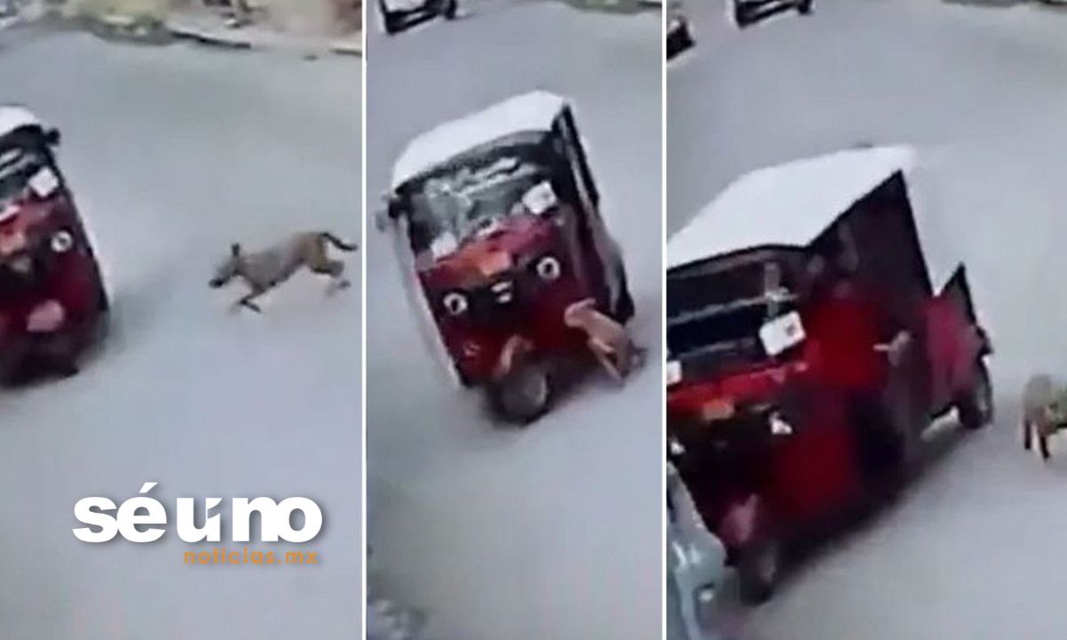 Perro atropella a un mototaxi y se vuelve viral