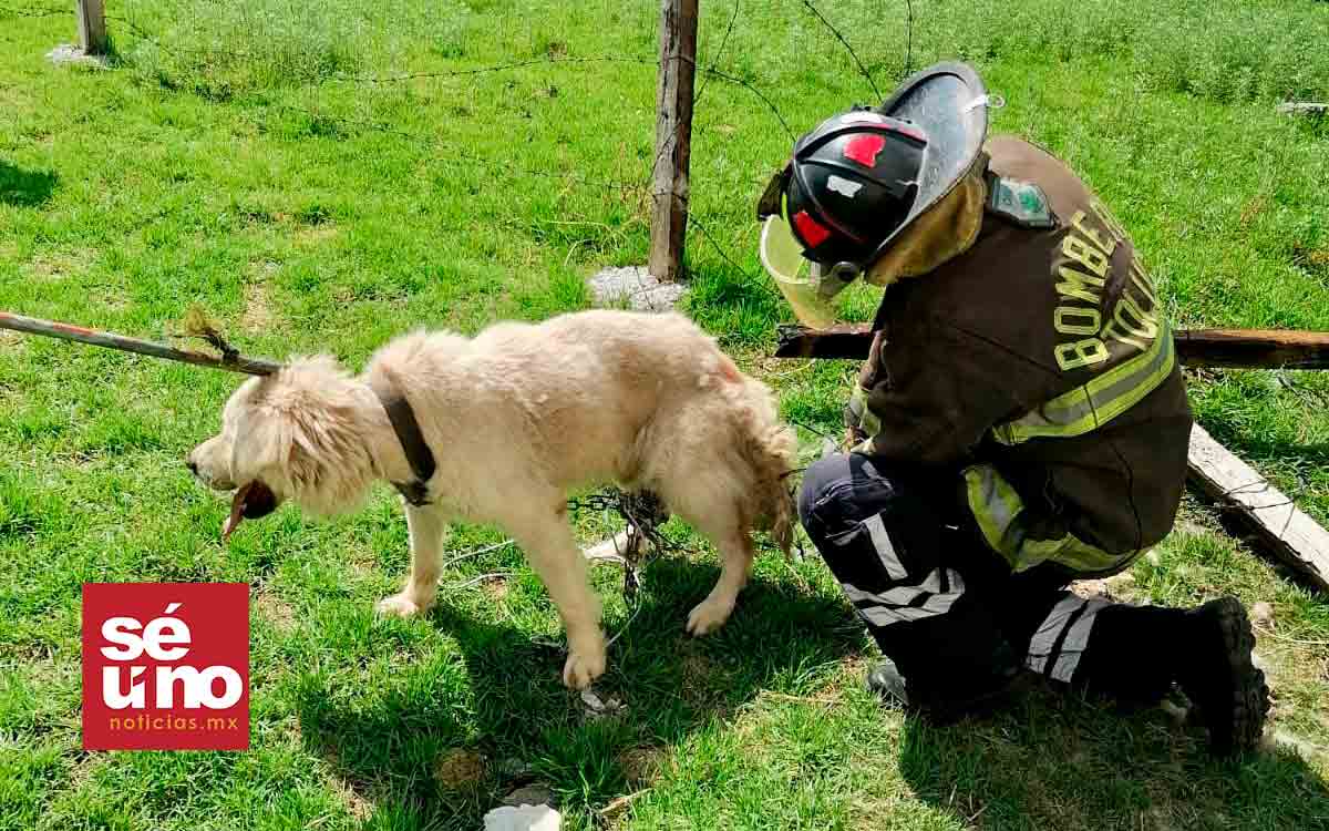 Exitosa Intervención de Bomberos en Toluca: rescatan a Perro Atrapado ...