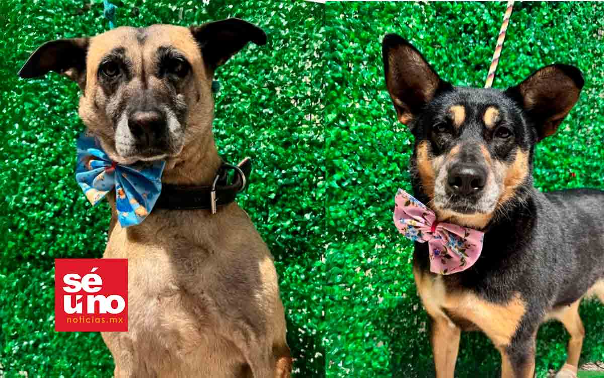 Toluca impulsa adopción y bienestar animal con campañas de ...